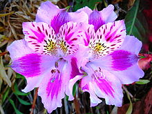 Alstroemeria-Peruvian lily